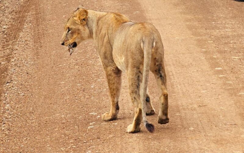 3 Days Murchison Uganda Big Five Safari