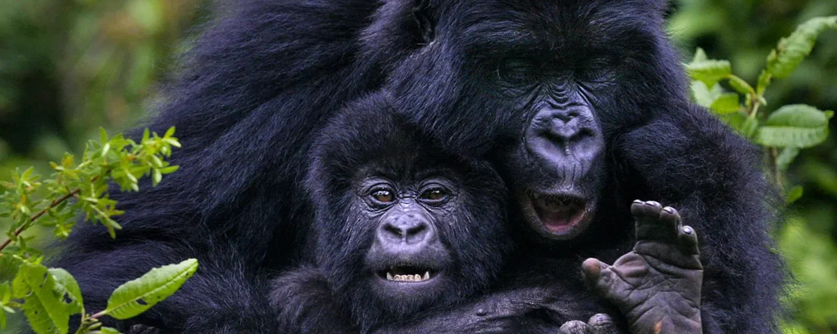 5 Days Rwanda BIG APES Safari
