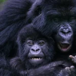 5 Days Rwanda BIG APES Safari