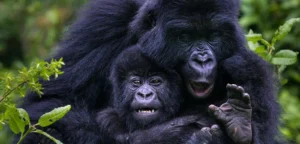 5 Days Rwanda BIG APES Safari