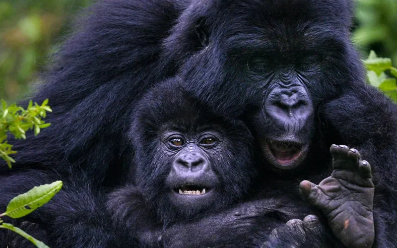 5 Days Rwanda BIG APES Safari