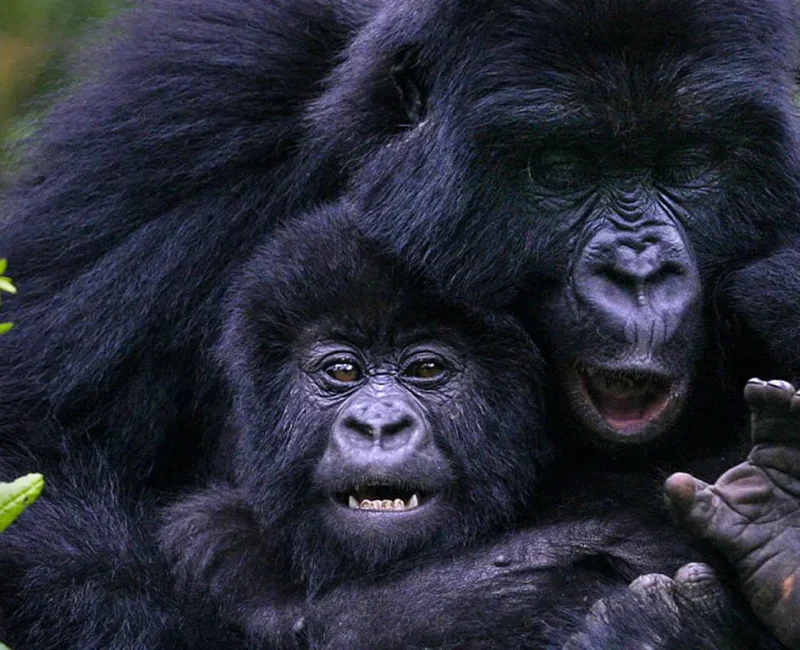 5 Days Rwanda BIG APES Safari