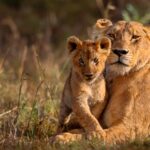 Africa Safari Experiences