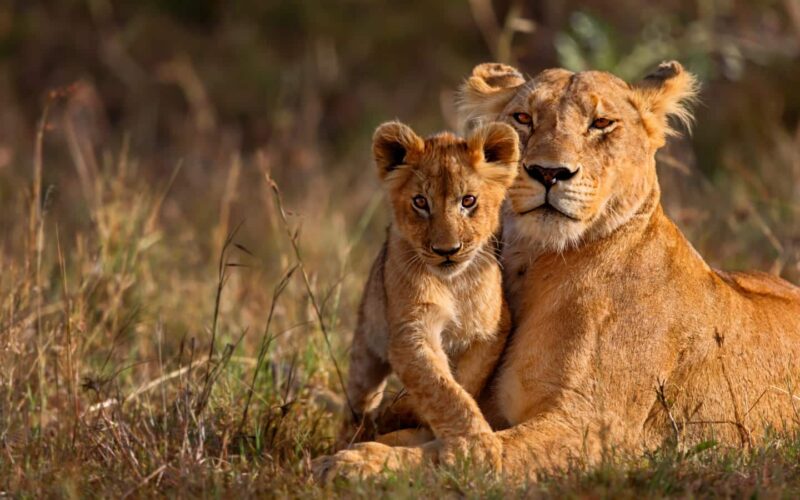 6-Day Private Kenya Big Five Safari