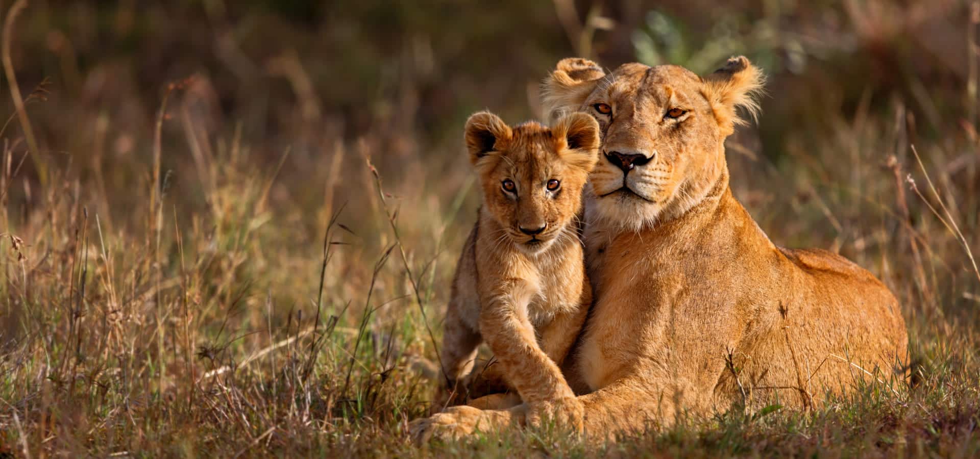 6-Day Private Kenya Big Five Safari
