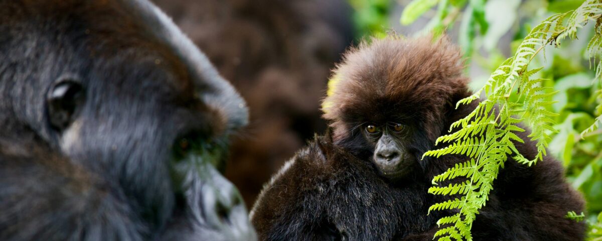 7-Day Rwanda Gorilla Tour and Wildlife Safari
