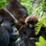 7-Day Rwanda Gorilla Tour and Wildlife Safari