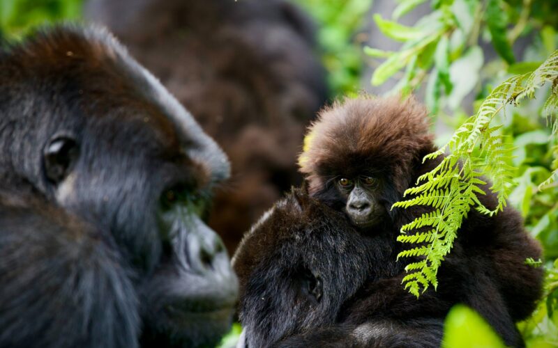 7-Day Rwanda Gorilla Tour and Wildlife Safari