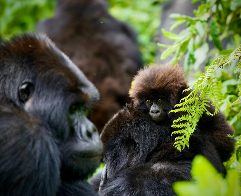 7-Day Rwanda Gorilla Tour and Wildlife Safari