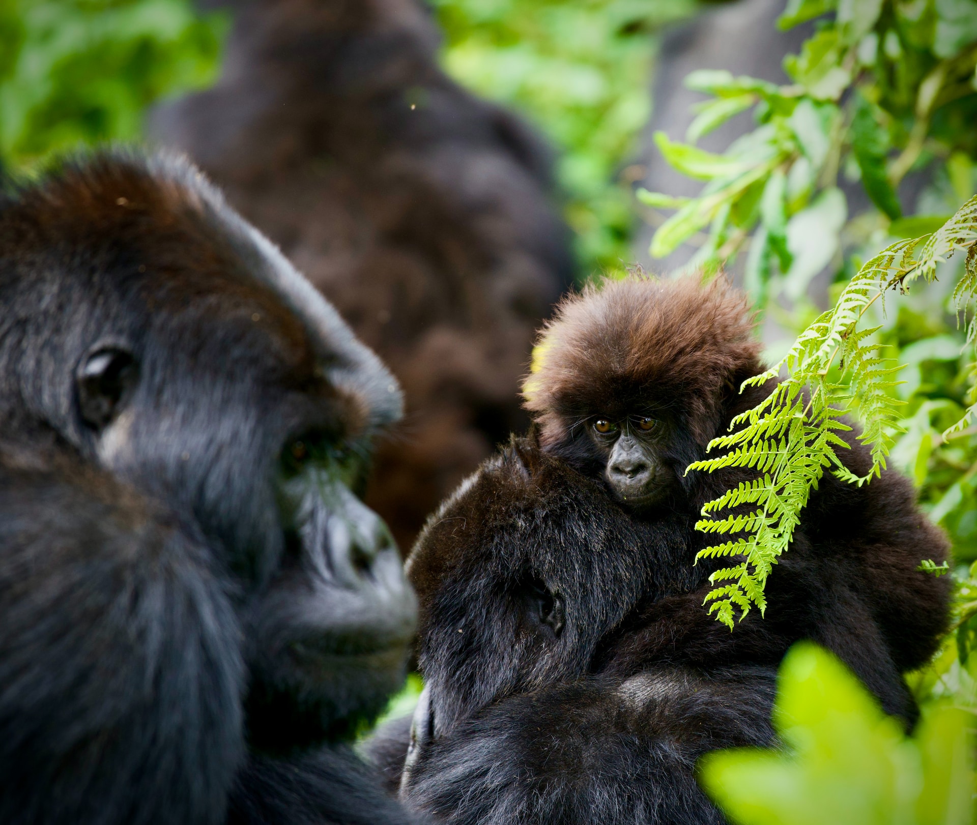 7-Day Rwanda Gorilla Tour and Wildlife Safari