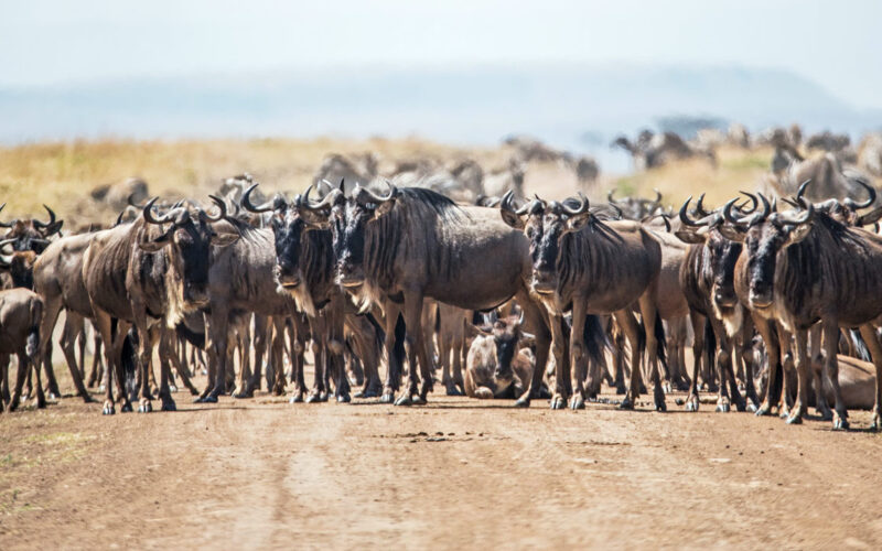 7-Day Tanzania Wildlife Safari
