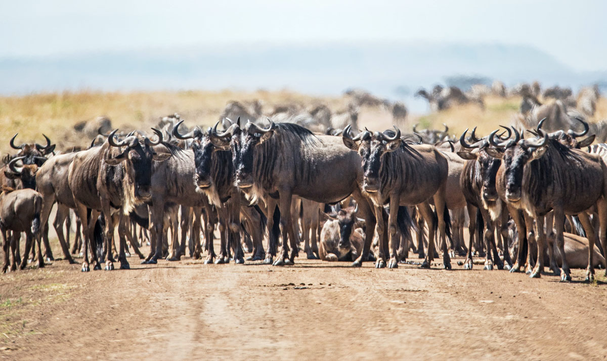 7-Day Tanzania Wildlife Safari