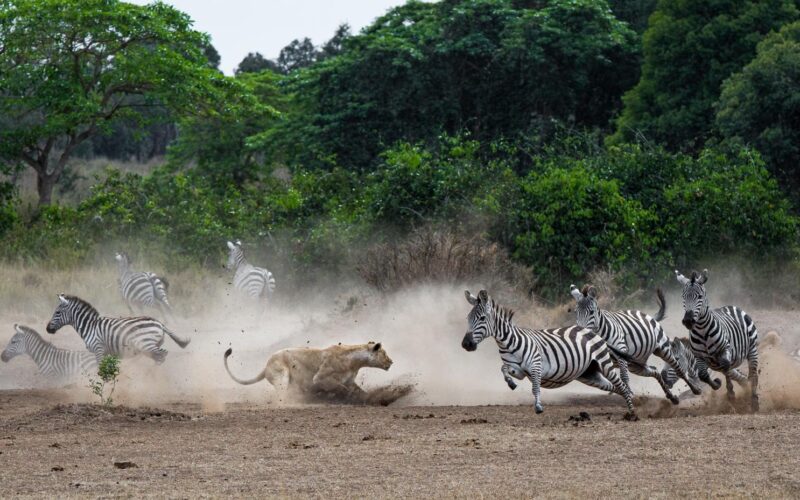 7-Day Tanzania Wildlife Wonders Experience Tour