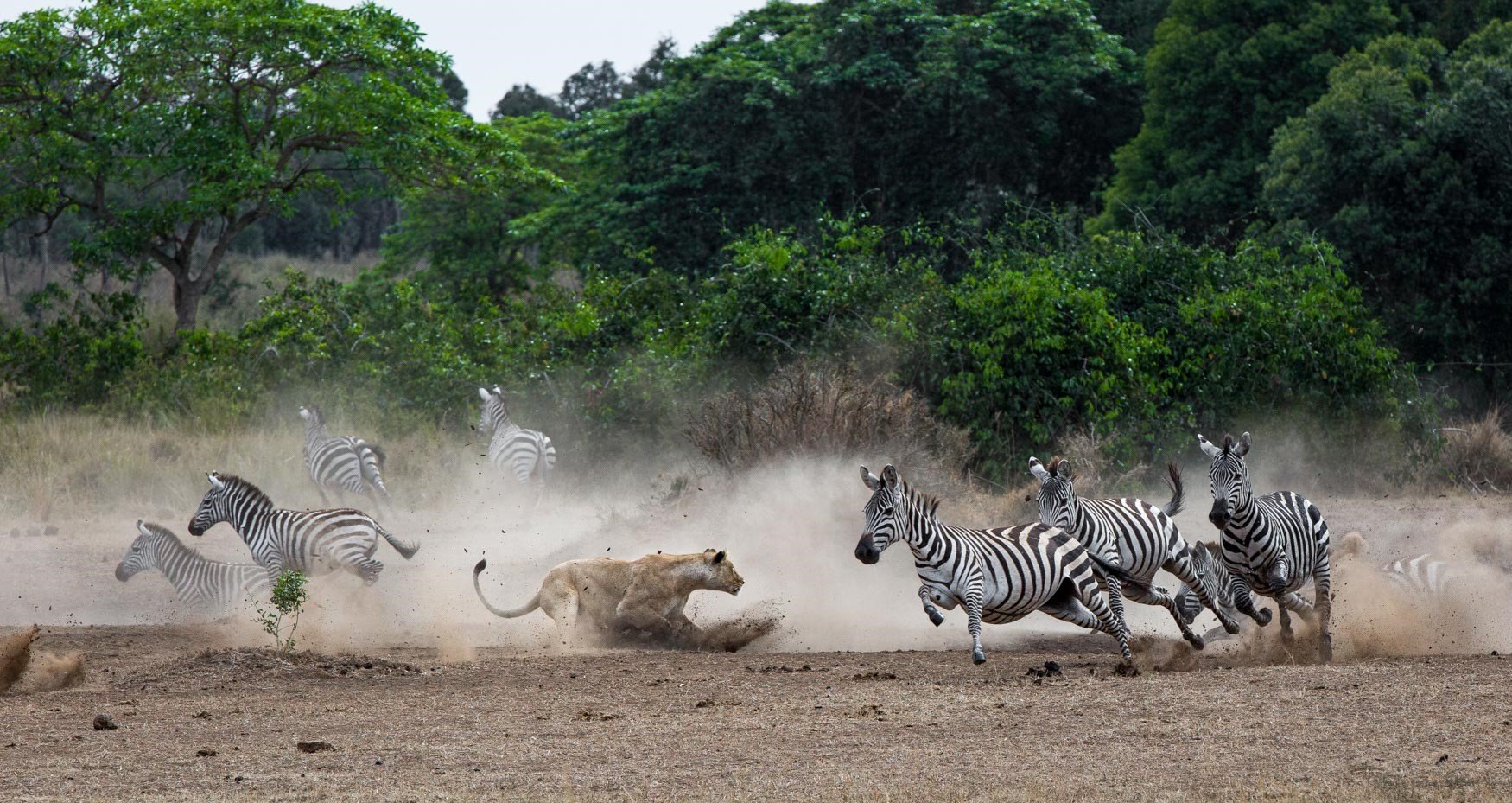 7-Day Tanzania Wildlife Wonders Experience Tour