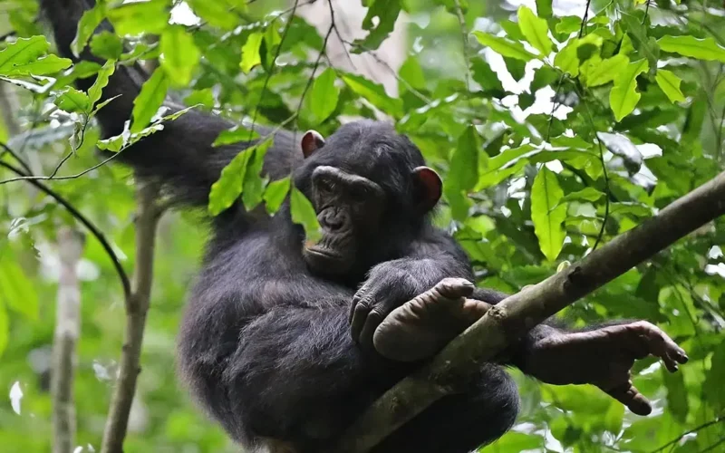 7 Days Uganda Big Five Safari, Chimps, & Gorilla Trekking Tour