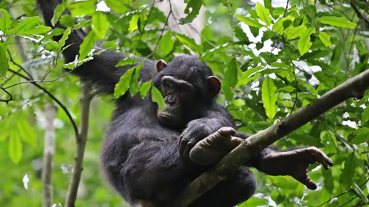 7 Days Uganda Big Five Safari, Chimps, & Gorilla Trekking Tour