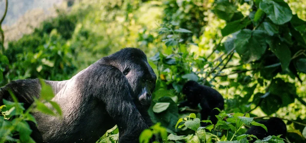 Gorilla Safari