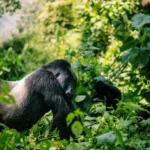 Gorilla Safari