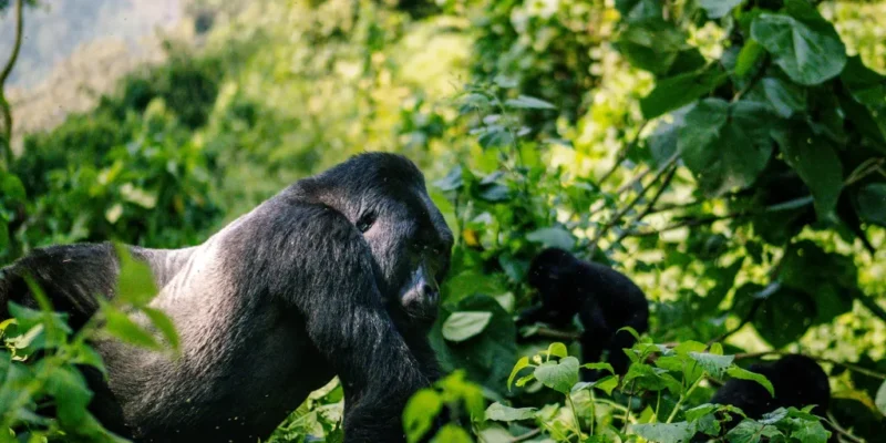 Gorilla Safari Gorilla Safari