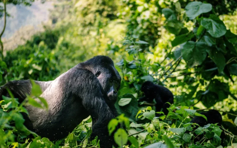 7 Days Uganda Game Drives & Gorilla Safari