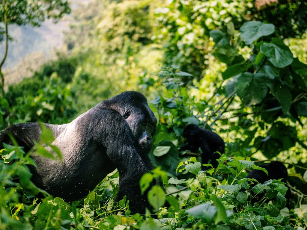 7 Days Uganda Game Drives & Gorilla Safari