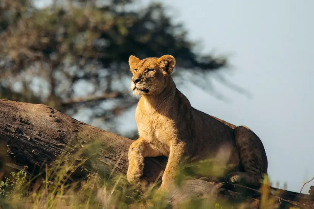 8-Day Tanzania Mid-Range Safari