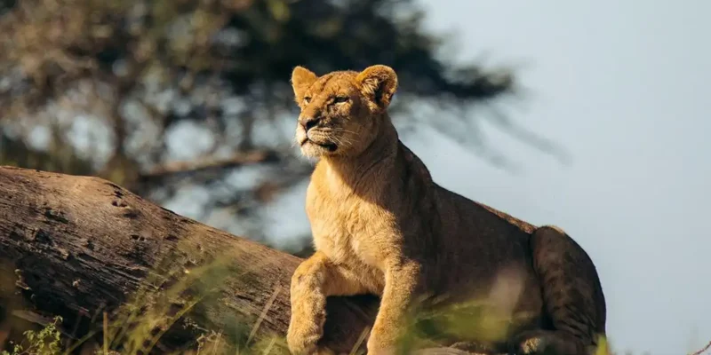 Mikumi National Park Mikumi National Park