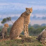Africa Safari Packages