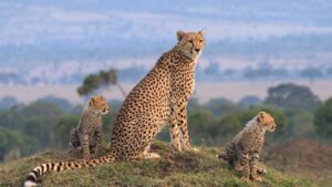 Africa Safari Packages