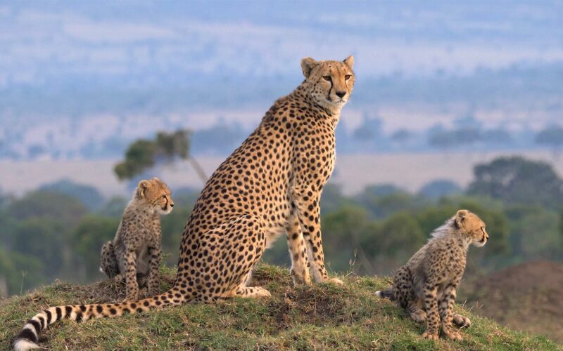 Africa Safari Packages