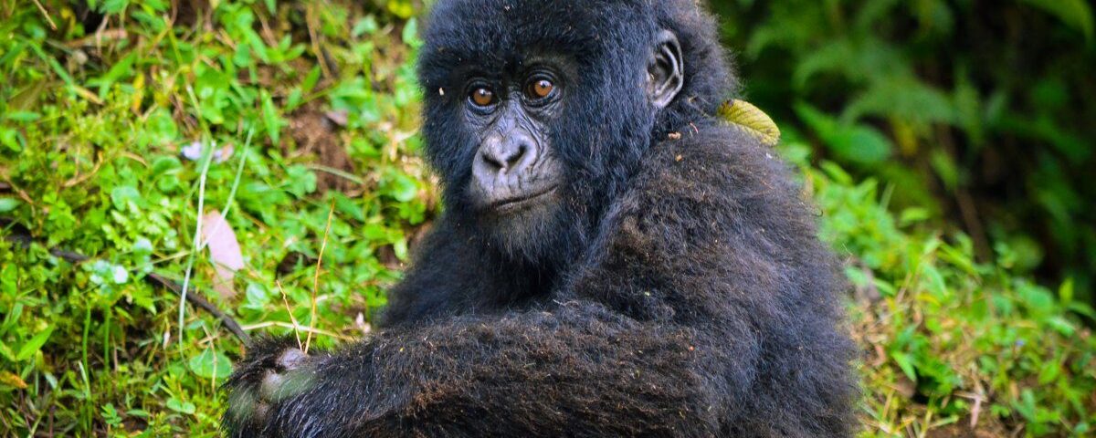 8 Days Rwanda Uganda Primates Safari