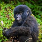 8 Days Rwanda Uganda Primates Safari