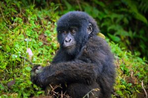 8 Days Rwanda Uganda Primates Safari