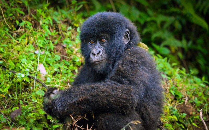 8 Days Rwanda Uganda Primates Safari