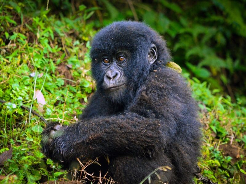 8 Days Rwanda Uganda Primates Safari