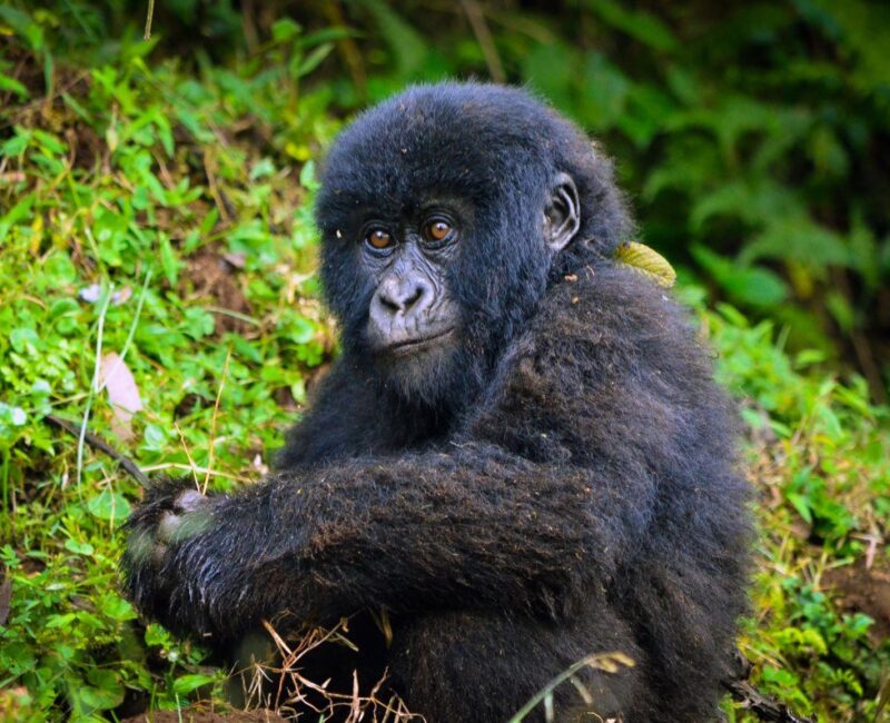 8 Days Rwanda Uganda Primates Safari