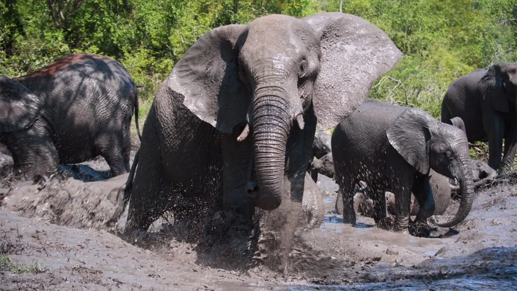 9-Day Uganda Big Five Safari