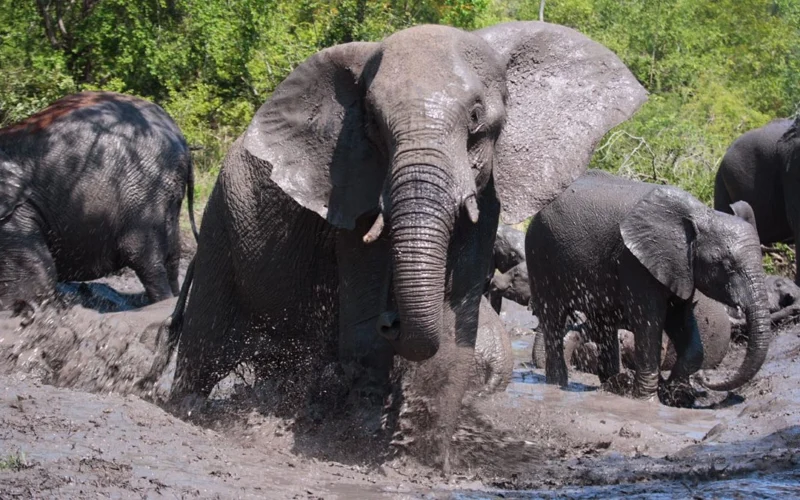 9-Day Uganda Big Five Safari