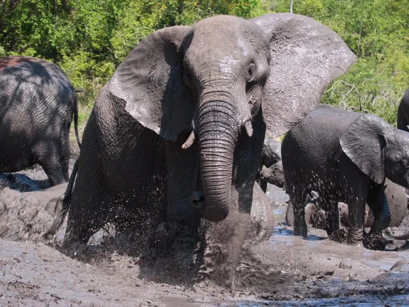 9-Day Uganda Big Five Safari