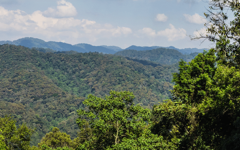 Bwindi Impenetrable Forest