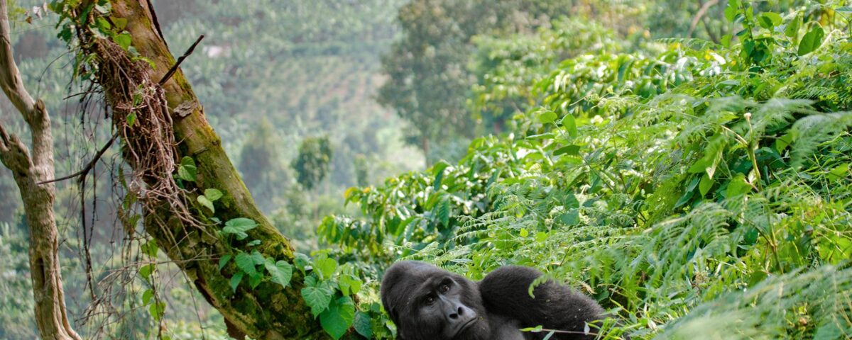Gorilla Trekking