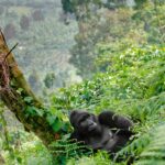 Gorilla Trekking