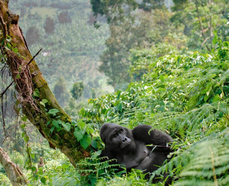 Gorilla Trekking