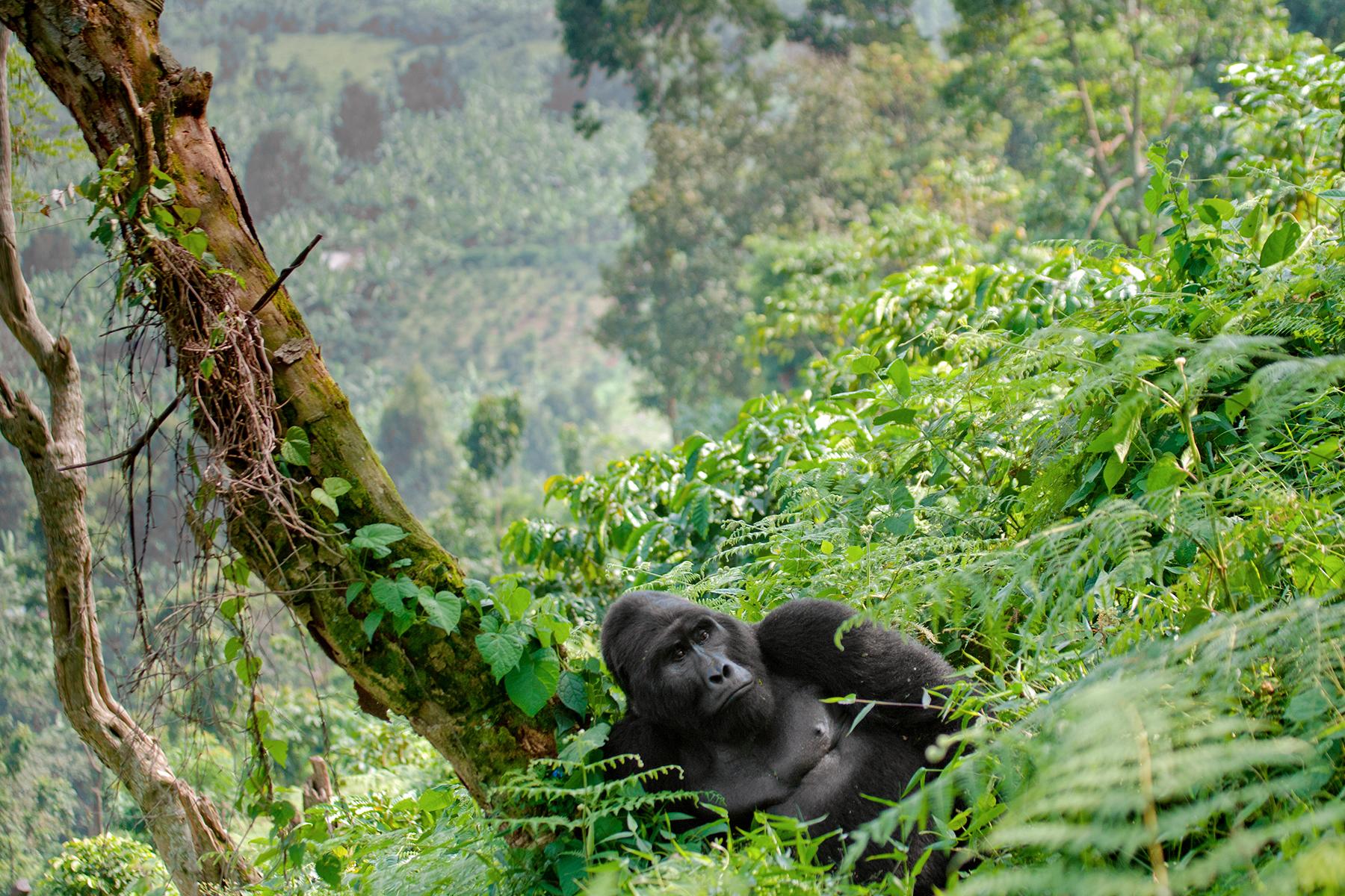 Gorilla Trekking