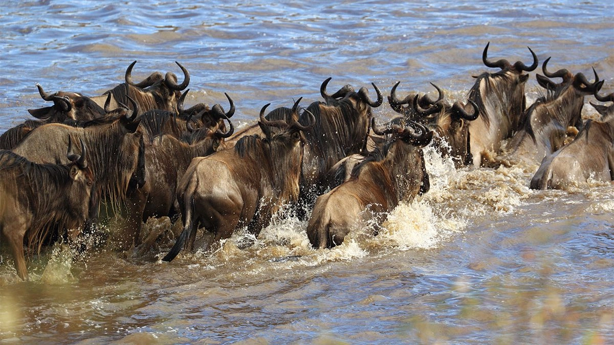 Kenya Great Migration Safaris adventures