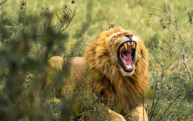 6-Day Roaring Kenya Mid-Range Safari