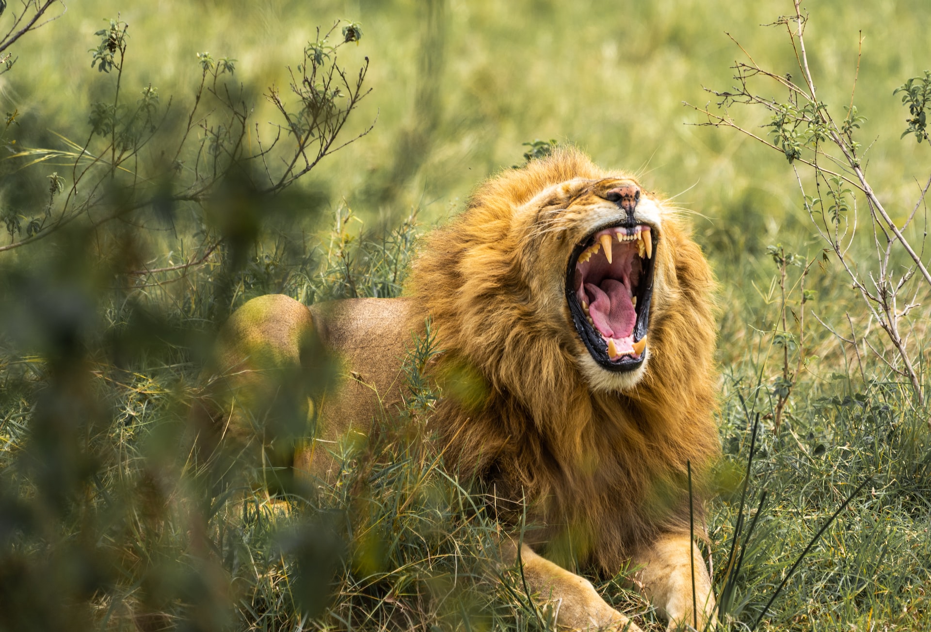 6-Day Roaring Kenya Mid-Range Safari