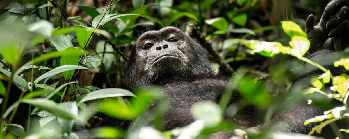 Kibale National Park