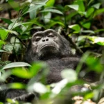 Kibale National Park