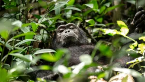 Kibale National Park